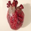 Realistic Human Heart Replica Prop - Image 2