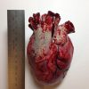 Realistic Human Heart Replica Prop - Image 4